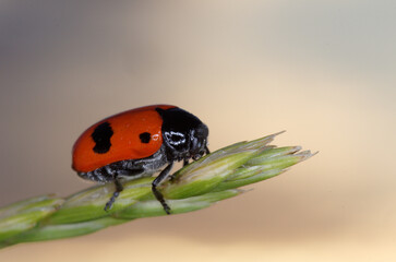 Clytre des SaulesClytra laeviuscula Clytre des Saules