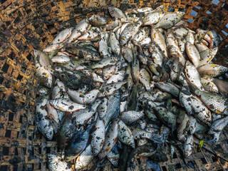 Pile of small puntius barb fish for sale in Indian fish market barb fish culture and harvesting. Puntius for sale in the local market shop for the customer.