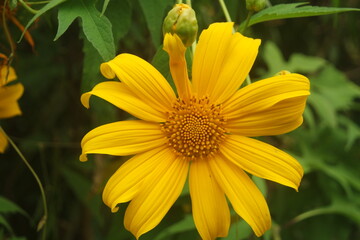 wonderful close up yellow blossom