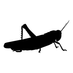 Silueta aislada de saltamontes