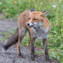 Naklejka na ściany i meble Wild fox photographed in Switzerland