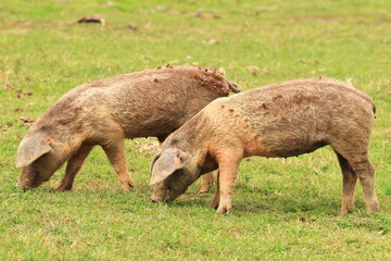 Pigs on farm meadow, Lonjsko polje, Croatia