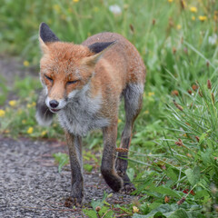 Cute wild fox photographed in Switzerland, Europe