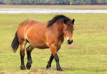 Fototapeta premium Brown horse on meadow in pasture