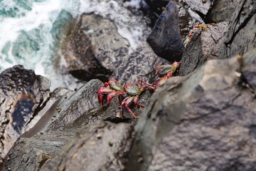 red crabs (Moorish Red Legged Crab or Grapsus adscensionis) hanging on a cliff above a turbulent sea in Gran Canaria