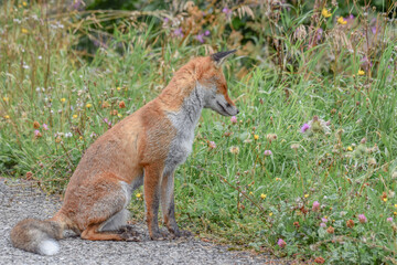 Wild fox photographed in Switzerland