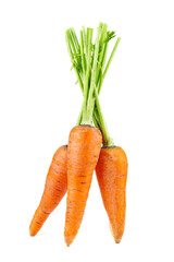 Three carrots with tops  isolated on white background