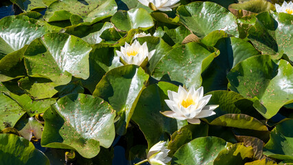 European white water lily with green leaves close-up in a small Latvian lake