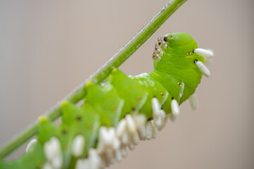 A wasp has injected her eggs into this hornworm. When the eggs hatch into larvae, the caterpillar...