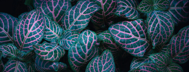 top view macro exotic tropical botanical background blue neon light emerald  dark green tiny leaves plant pink line foliage.for wallpaper,leaf  backdrop,natural website cover design.