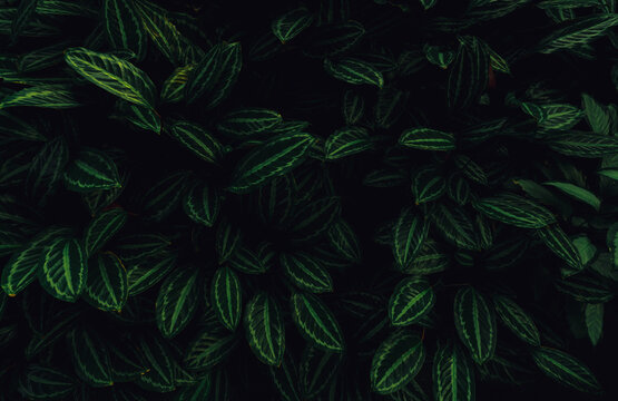 Closeup green leaves of tropical plant in garden. Dense dark green leaf with beauty pattern texture background. Green leaves for spa background. Green wallpaper. Top view ornamental plant in garden. © Artinun