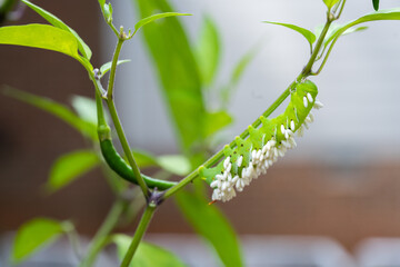 A wasp has injected her eggs into this hornworm. When the eggs hatch into larvae, the caterpillar...