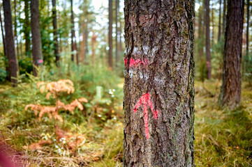 Baum mit Markierung f&uuml;r Waldarbeiter im Wald. 