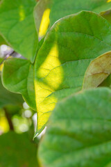 Sunlight passes through the leaf of a tulip tree