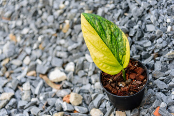 Monstera karstenianum aurea variegated in the pot   