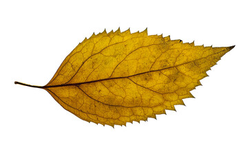 Yellow-brownish autumn leaf
