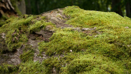 moss on the stone