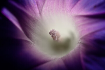 Macro detail of inside parts of Ipomoea flower, morning glory,