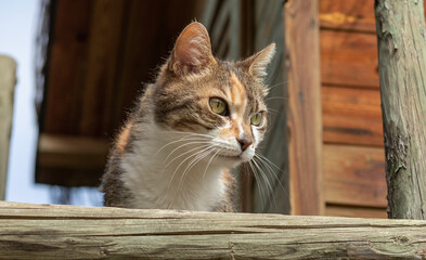Green eyes cat looking to the side enjoying life from the fence os a wooden house with sun in the face
