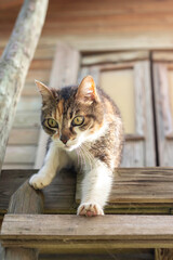 Vertical low angle view of green eye cat going down the stairs of a tree house