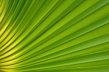 Detail of palm leaf with sun light