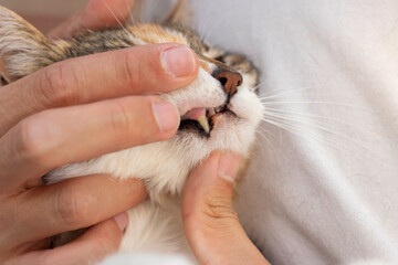 Hand of human veterinarian showing the teeth and tooth of adult domestic feline cat while they do the revision