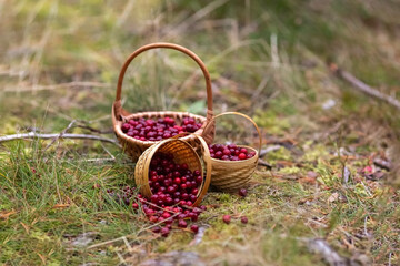 Fototapeta na wymiar Lingonberries in baskets in the forest. Berries scattered from the basket. Photo