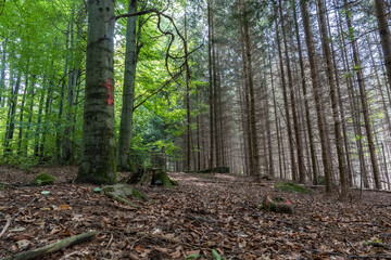 Obraz premium Borkenkäfer- Fichtenwald