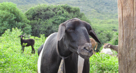 Caatinga sheep, in the background of nature, in the pasture environment
