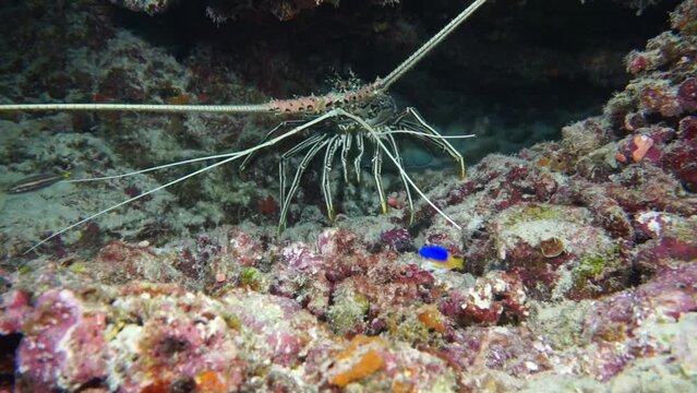 The lobster is hiding in its hole. Arthropods are the inhabitants of the ocean.