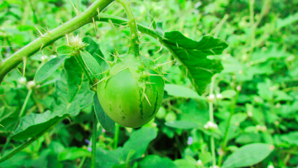 Solanum capsicoides. beach watermelon. exotic fruit from the cerrado