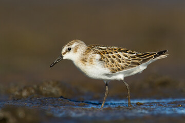 Bird Calidris minuta Little Stint small migratory bird Poland Europe