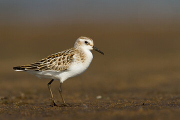 Bird Calidris minuta Little Stint small migratory bird Poland Europe