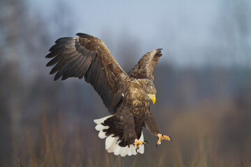 flying Majestic predator adult White-tailed eagle, Haliaeetus albicilla in Poland wild nature