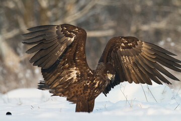 flying Majestic predator adult White-tailed eagle, Haliaeetus albicilla in Poland wild nature