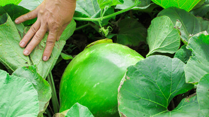 Lagenaria and Cucurbita. giant porongo gourd green background and its leaves