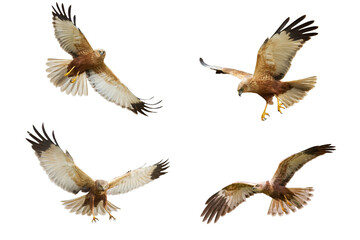 Bird of prey Marsh Harrier Circus aeruginosus isolated on white background - mix set four flying...