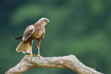Birds of prey - Marsh Harrier male Circus aeruginosus hunting time Poland Europe