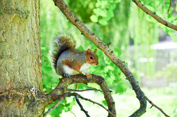 A squirrel on a tree branch