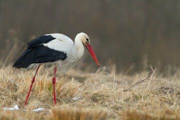 Bird White Stork Ciconia ciconia hunting time early spring in Poland europe