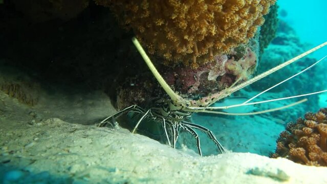The lobster is hiding in its hole. Arthropods are the inhabitants of the ocean.
