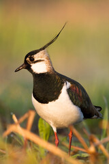 Bird Lapwing Vanellus vanellus on green background spring time close up