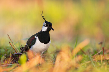 Bird Lapwing Vanellus vanellus on green background spring time close up