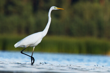Bird Egretta alba Great Egret white bird on dark black background