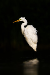 Bird Egretta alba Great Egret white bird on dark black background