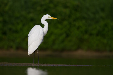 Bird Egretta alba Great Egret white bird on dark black background