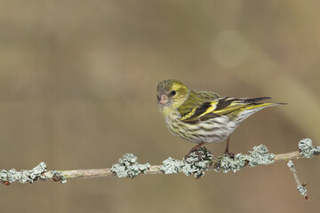 Bird Siskin Carduelis spinus male, small yellow bird, winter time in Poland Europe