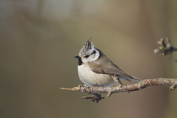 Bird Crested tit Lophophanes cristatus small bird perched on the tree in forest, Poland Europe