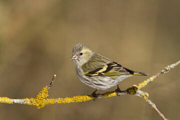 Bird Siskin Carduelis spinus male, small yellow bird, winter time in Poland Europe