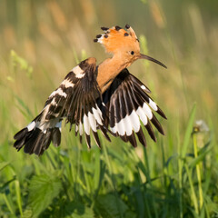 Bird Hoopoe Upupa epops, summer time in Poland Europe